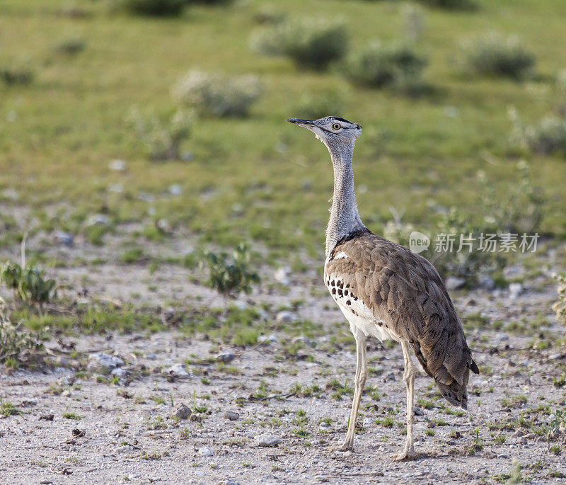 金针菇鸨，金针菇;Etosha N.P，纳米比亚，非洲